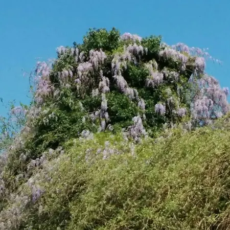 アパート Honey House パルマ